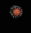 SeaCreature.jpg (17521 bytes)